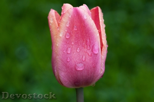 Devostock Flower Tulip Blossom Bloom 8
