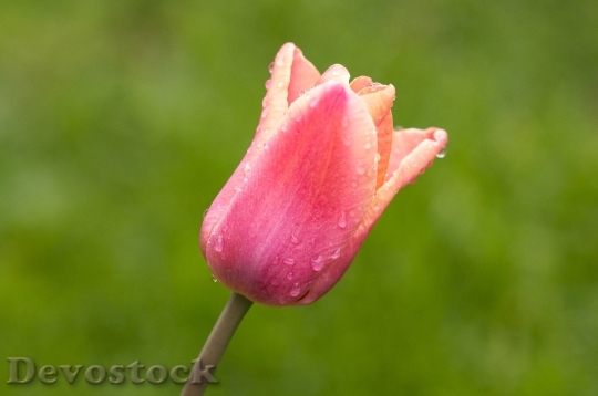 Devostock Flower Tulip Spring Flowers 1