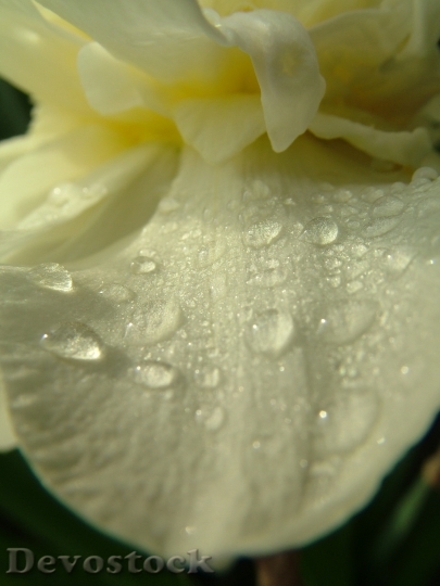Devostock Flower Water Drops Nature 0