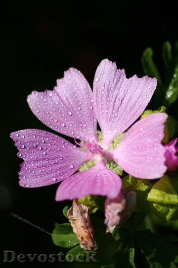 Devostock Flower Water Drops Rain