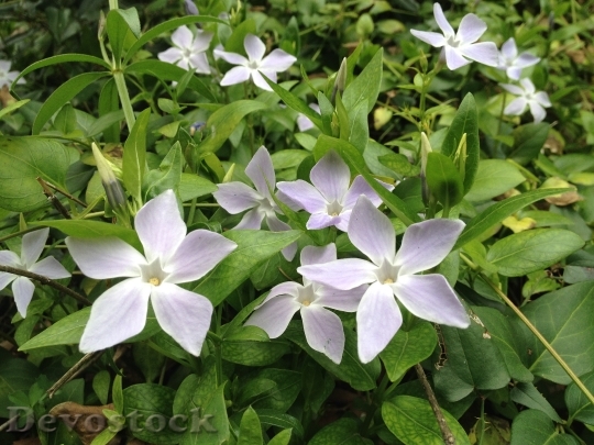 Devostock Flower White Nature Peace
