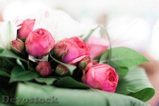 Devostock Flowers Bouquet Roses 649