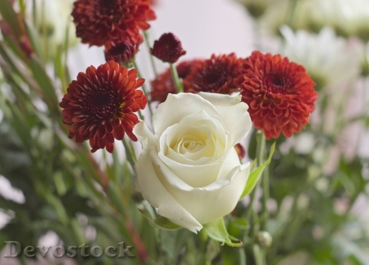 Devostock Flowers Petals Gift Floer 4K
