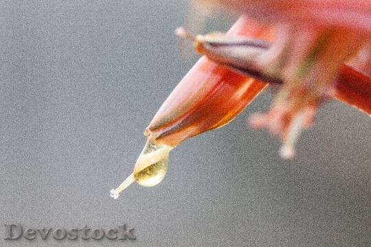 Devostock Flowers Plant Drip Stamp
