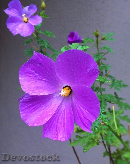 Devostock Flowers Purple Red Purple 0