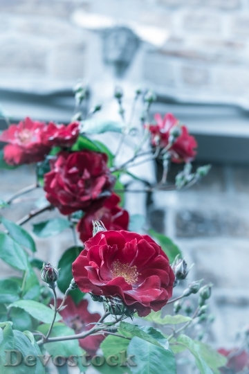 Devostock Flowers Rose Bloom 1605