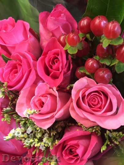 Devostock Flowers Roses Pink 693