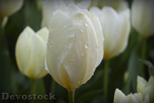 Devostock Flowers White Water Drops
