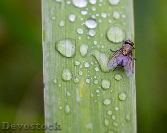 Devostock Fly Drip Water Leaf