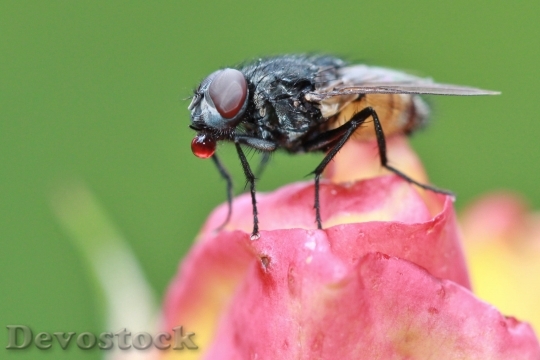 Devostock Fly Insect Animal Close 5385 4K.jpeg
