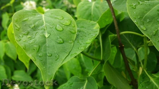 Devostock Foliage Drop Water Green