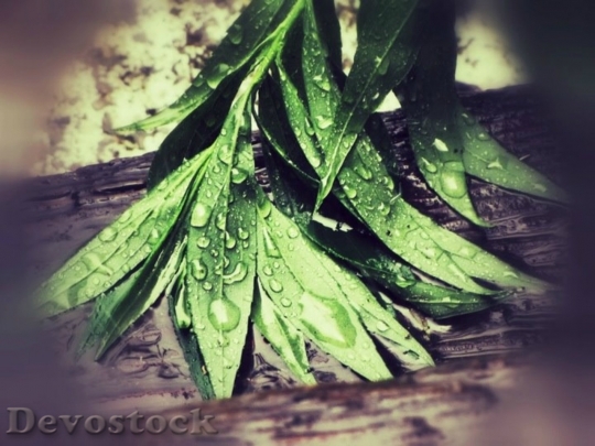 Devostock Foliage Rain Drops Water
