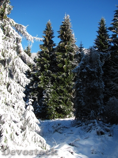Devostock Forest Landscape Nature Winter