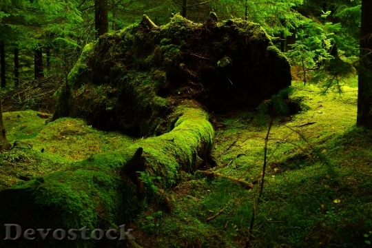 Devostock Forest Moss Norway 40513 4K.jpeg