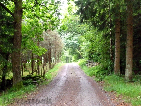 Devostock Forest Road Hiking Peace