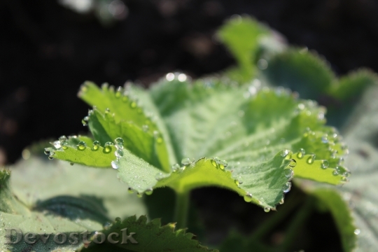 Devostock Frauenmantel Leaf Drop Water