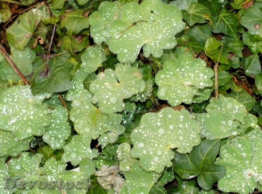 Devostock Frauenmantel Leaves Ground Cover