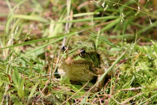 Devostock Frog Tree Frog Toad