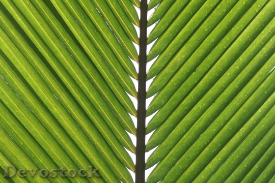 Devostock Frond Drip Leaf Macro