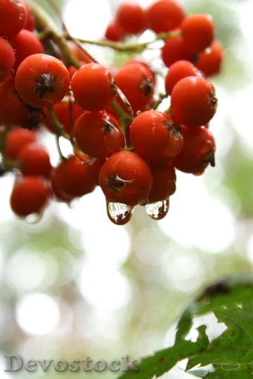 Devostock Fruit Rowan Tree Rain
