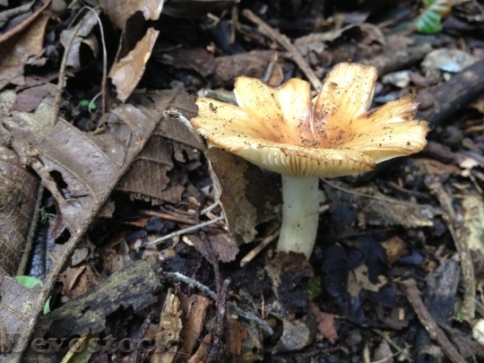 Devostock Fungus Soil Moisture Forest