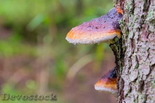 Devostock Fungus Tree Wet Mushroom