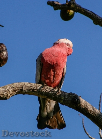 Devostock Galah Rose Breasted Cockatoo Parrot Bird 4894 4K.jpeg