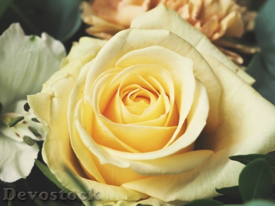 Devostock Garden Flower Rose 536