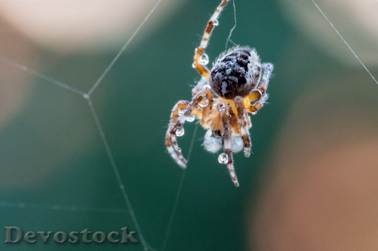 Devostock Garden Spider Araneus Diadematus 3