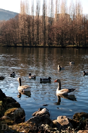 Devostock Geese Ducks Landscape Nature