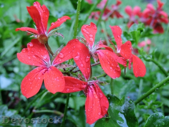 Devostock Geranium Blossom Bloom Red 0