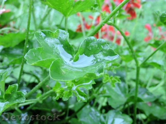 Devostock Geranium Leaf Drop Water