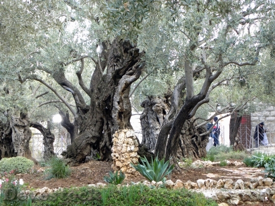 Devostock Gethsemane Garden Jerusalem Israel