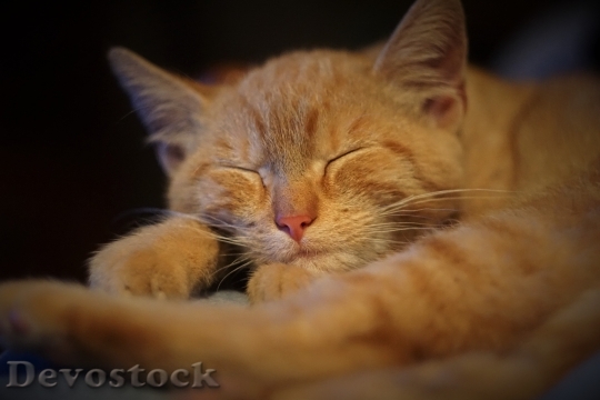 Devostock Ginger Tomcat Cat Sleep
