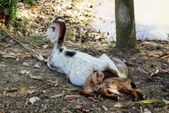 Devostock Goat Rest Sleep Peace