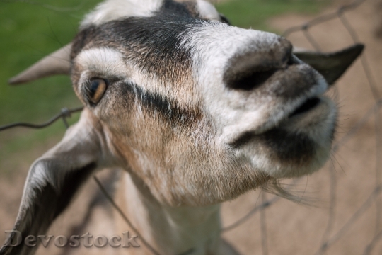 Devostock Goat Wants Your Snacks