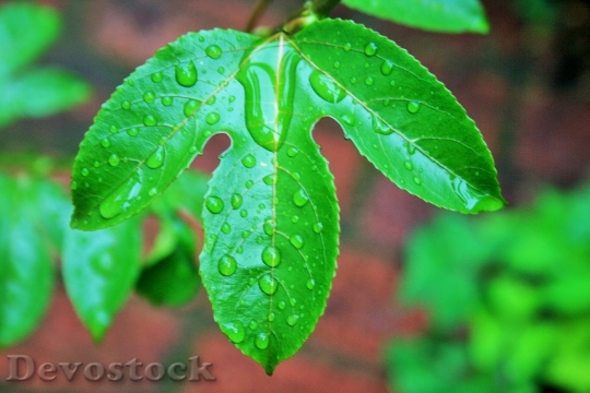Devostock Granadilla Leaf Leaf Green