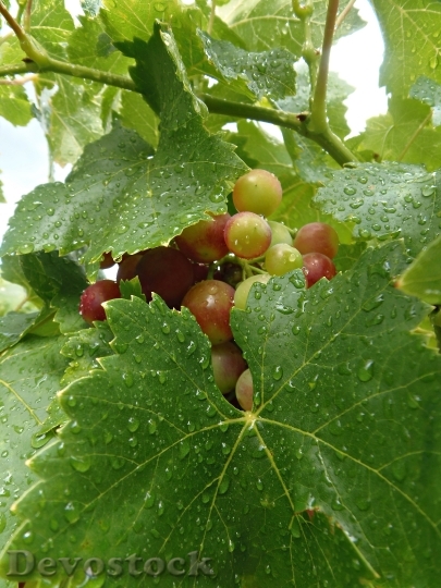Devostock Grape Cluster Leaves Rain