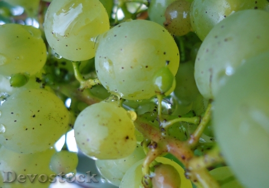 Devostock Grapes Fruit White Green