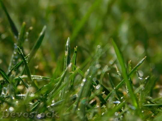 Devostock Grass Dew Dewdrop Drop
