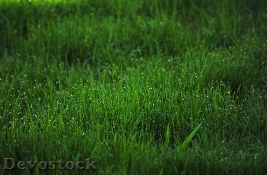 Devostock Grass Dew Fresh Garden 0