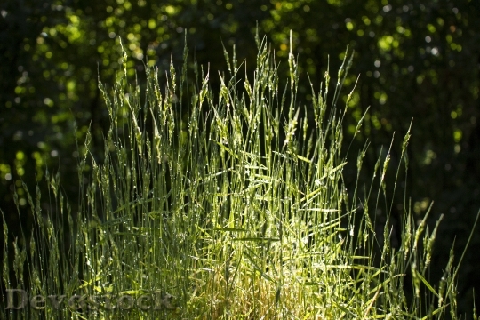 Devostock Grass Dew Water Drops