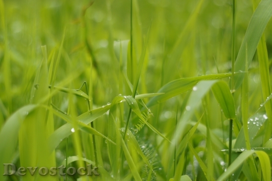 Devostock Grass Drop Water Green