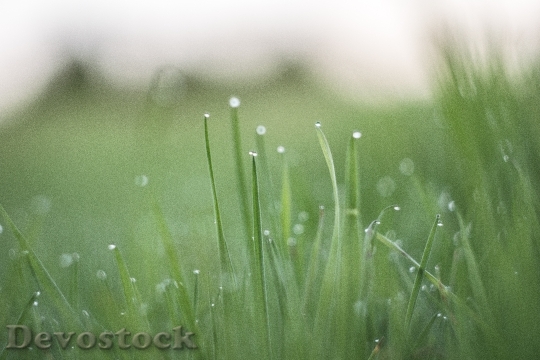 Devostock Grass Drops Blades Field