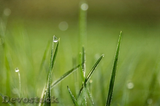 Devostock Grass Drops Dew Nature