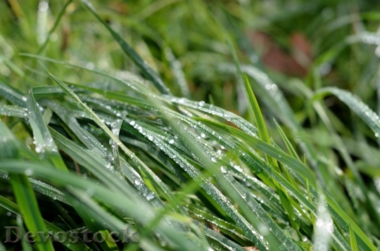 Devostock Grass Green Dew Wassertrofpen