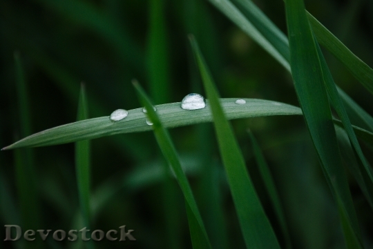 Devostock Grass Green Drop Water 0