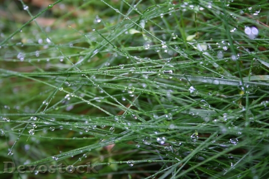 Devostock Grass Green Drop Water