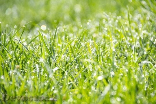 Devostock Grass Green Freshness Wallpaper