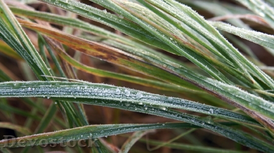 Devostock Grass Green Frost Covered